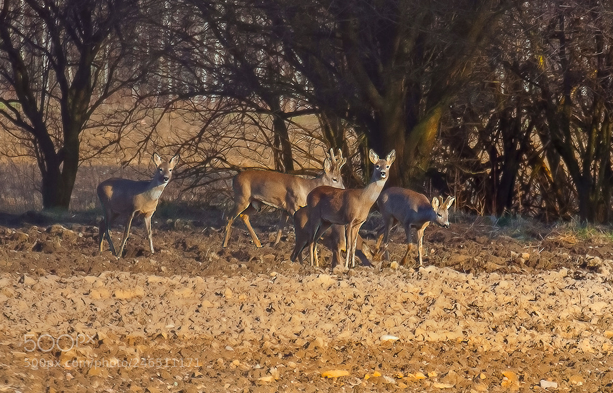 Canon EOS 50D sample photo. Sarny photography