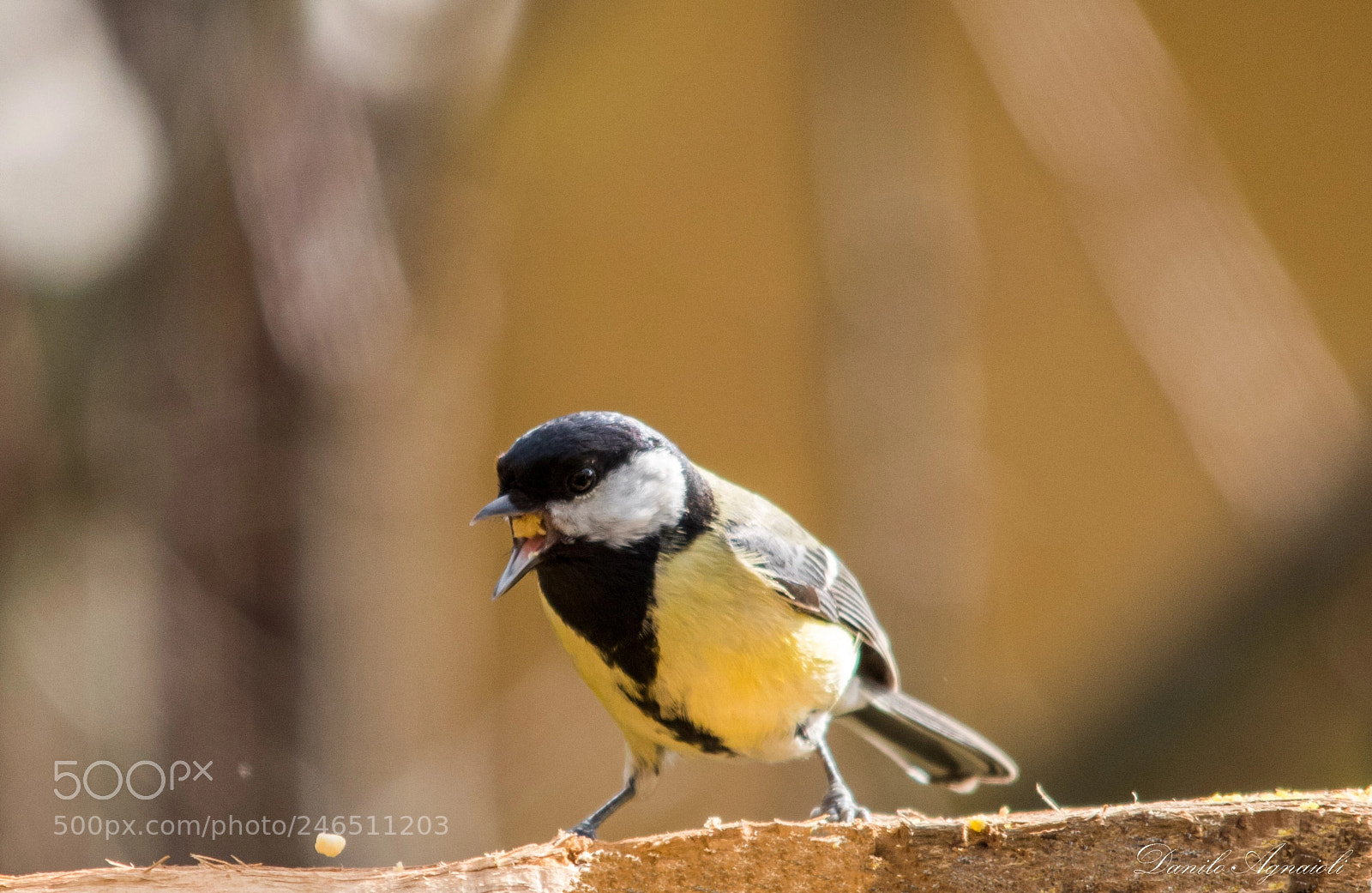 Canon EOS 7D Mark II sample photo. La cinciallegra non tanto photography