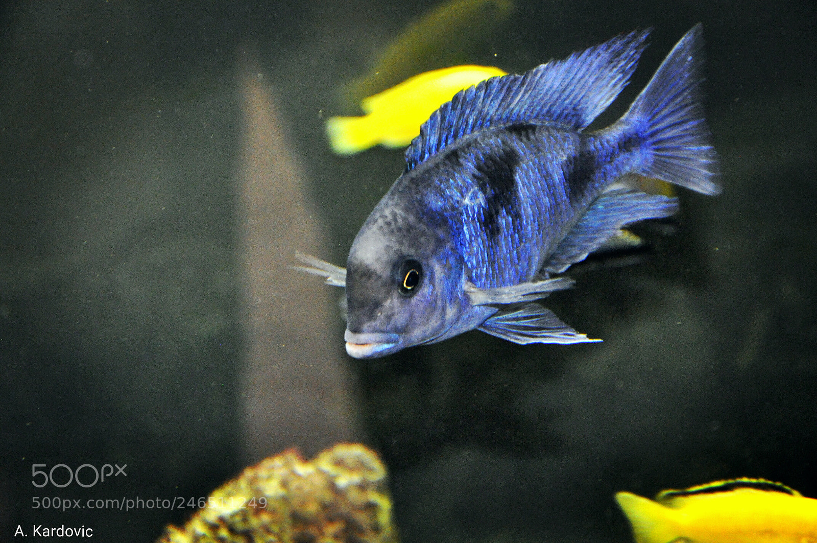 Nikon D90 sample photo. Dolphin fish photography