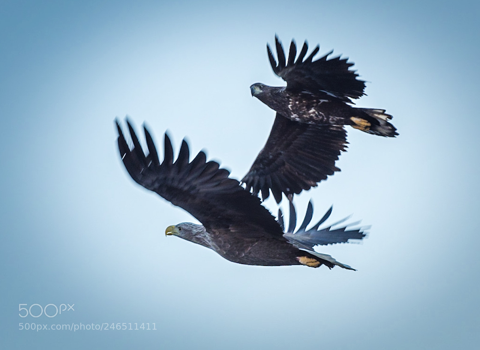Nikon D810 sample photo. Two sea eagles discussing photography