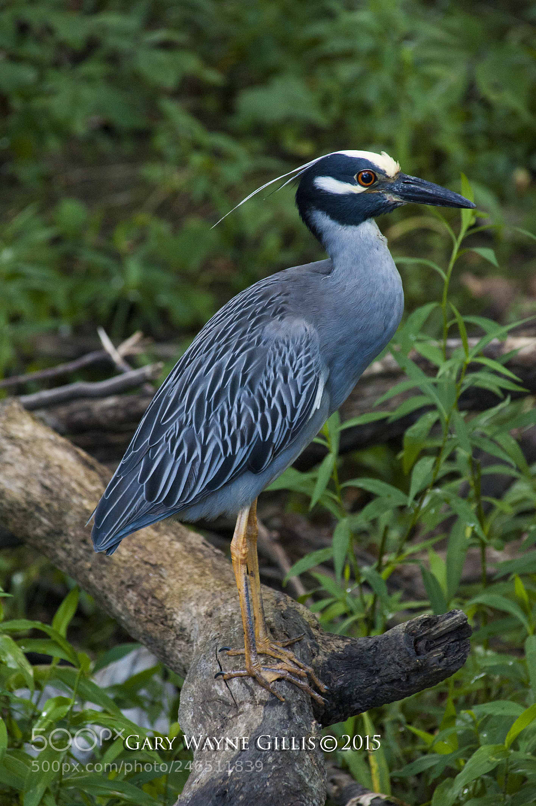 Nikon D700 sample photo. Yellow-crowned night heron photography