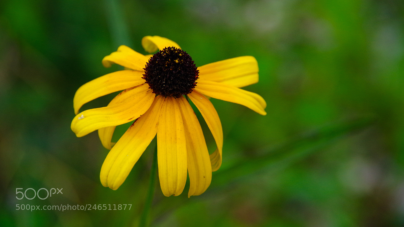 Pentax K-30 sample photo. ? photography