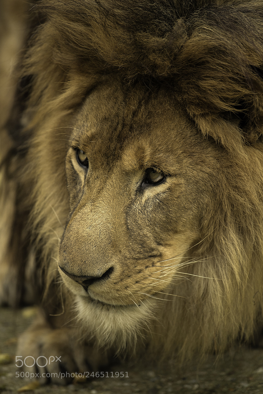 Nikon D5 sample photo. Lion series photography