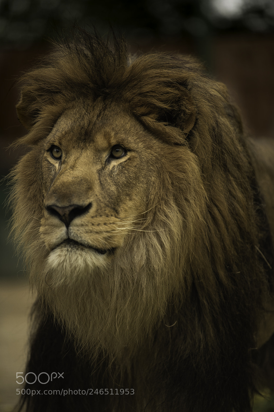 Nikon D5 sample photo. Lion series photography