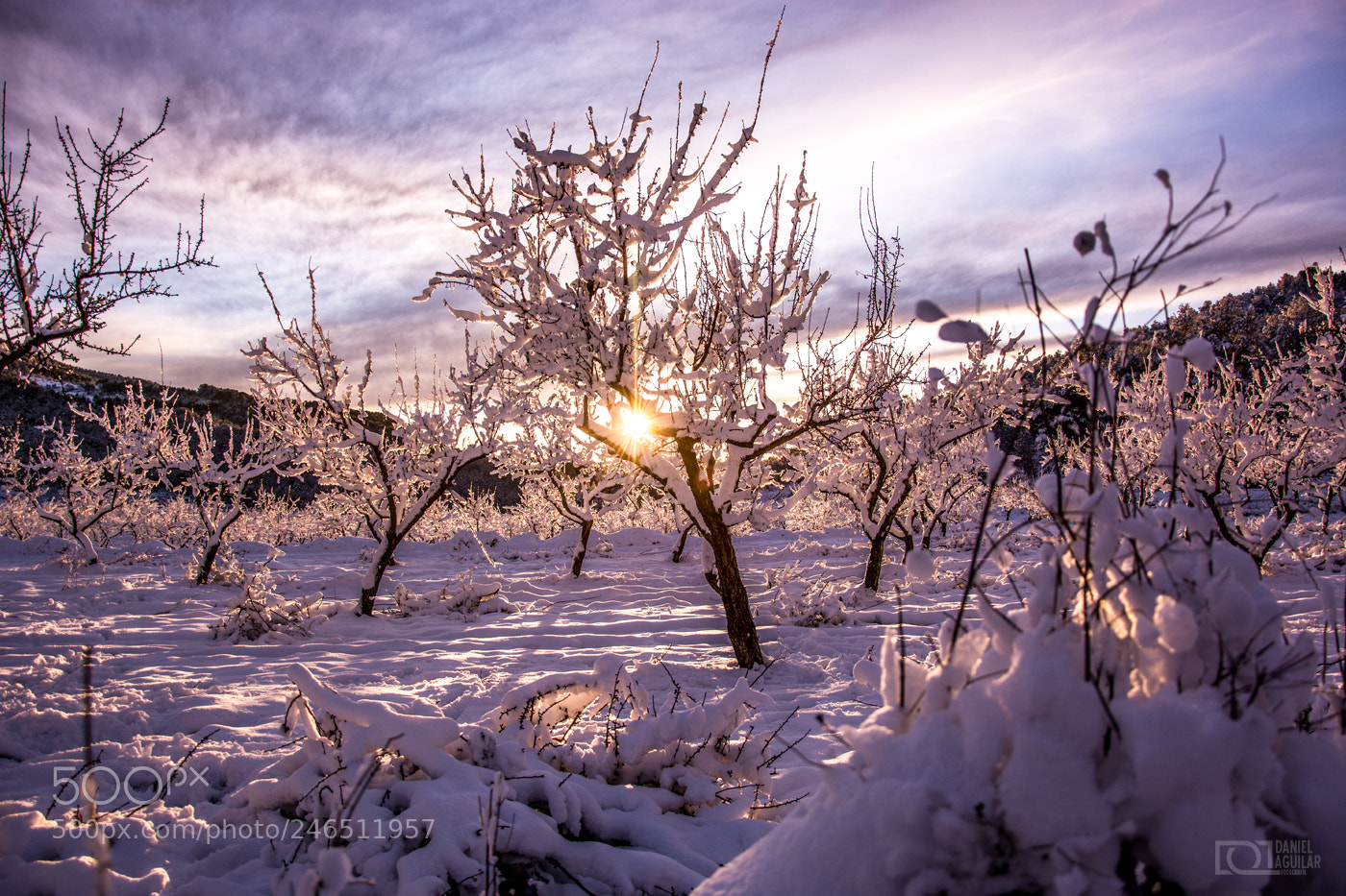 Nikon D7100 sample photo. Almendros nevados photography