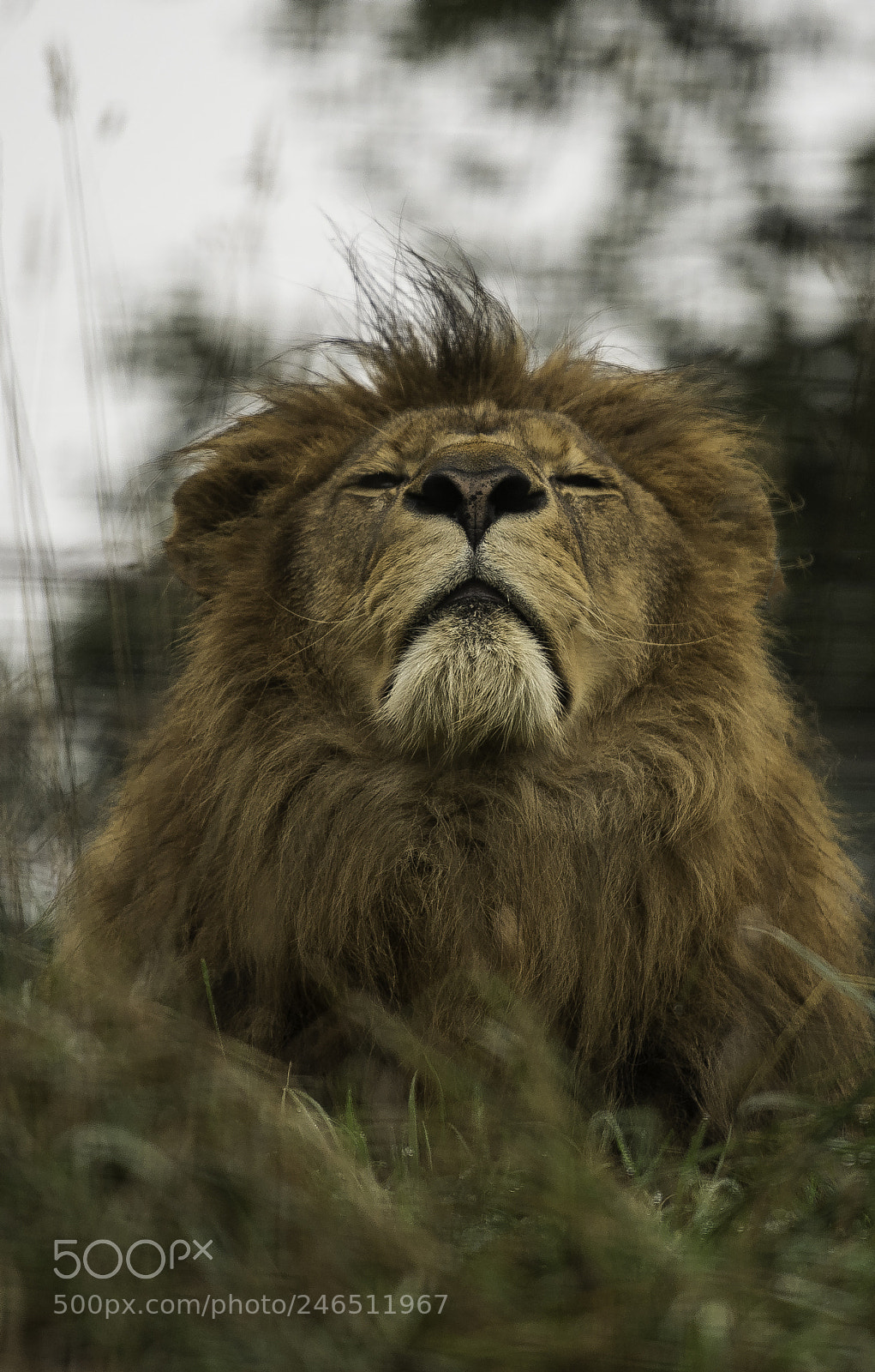 Nikon D5 sample photo. Lion series photography