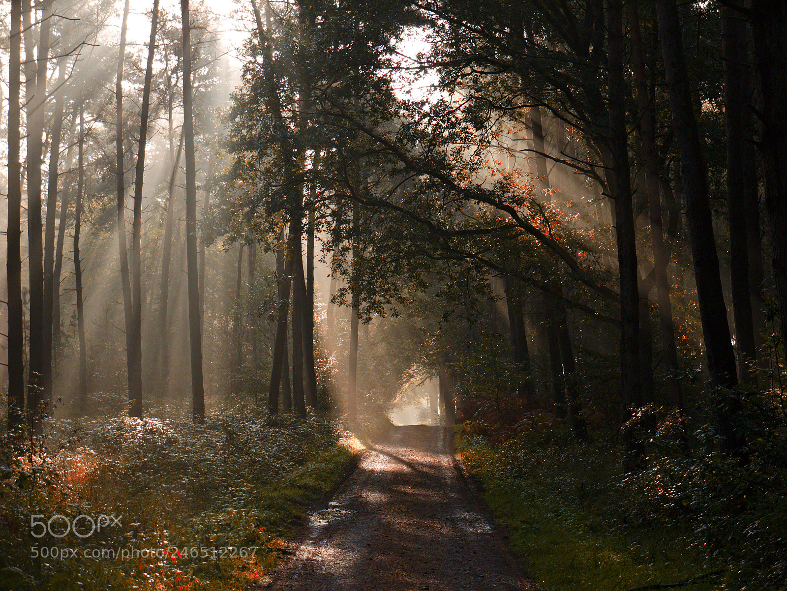 Panasonic Lumix DMC-GF1 sample photo. Oktobermorgen photography