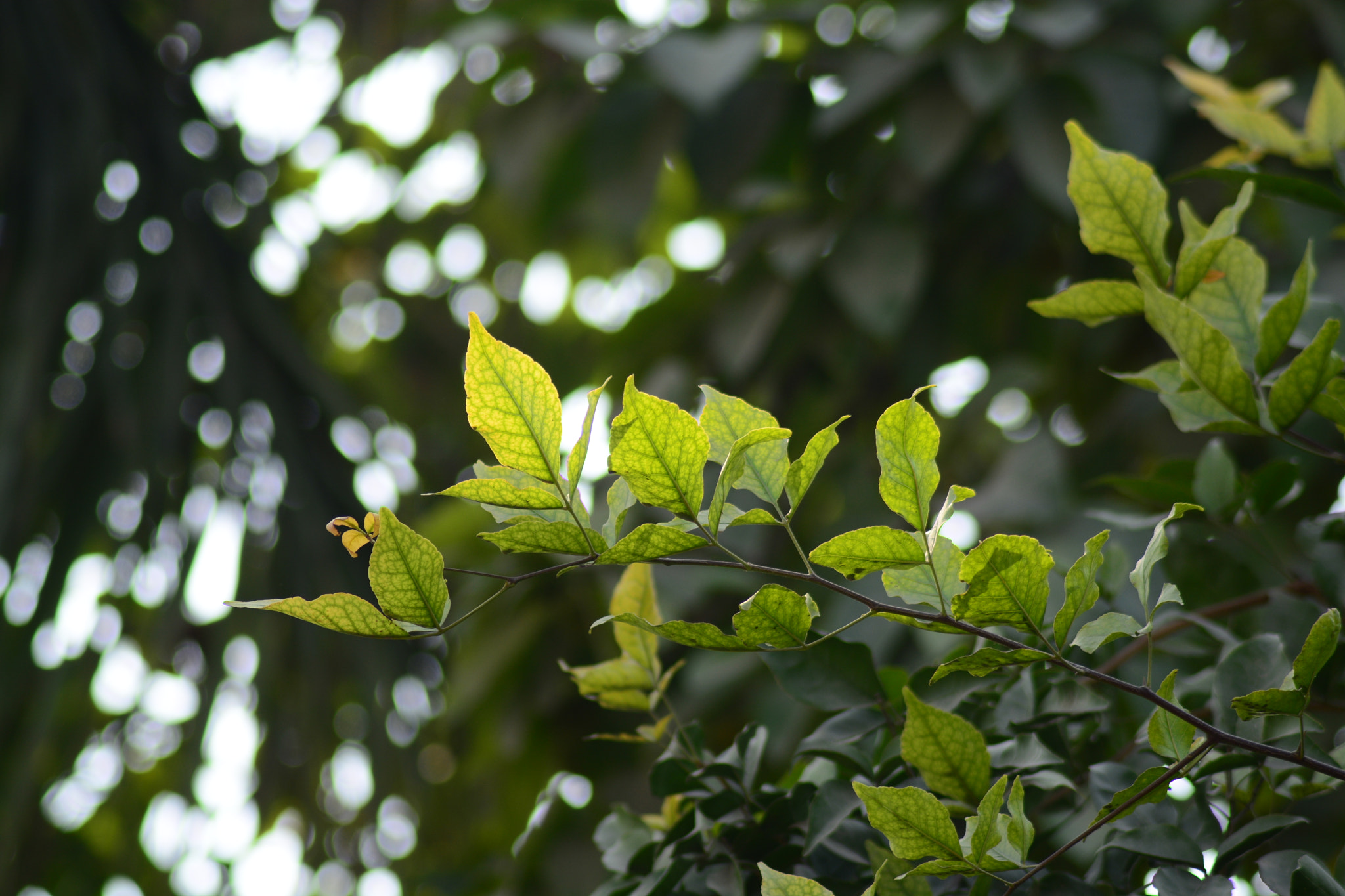 Nikon D5200 + Nikon AF Nikkor 70-300mm F4-5.6G sample photo. Leaves photography