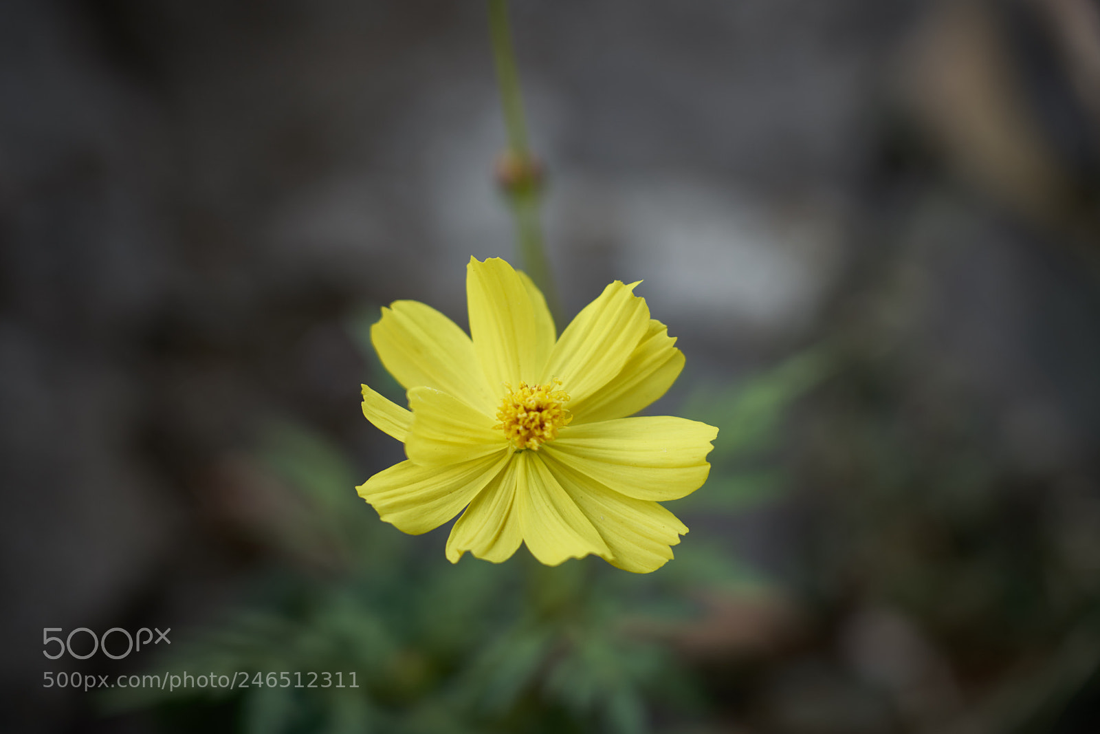 Sony a7R III sample photo. Beauty photography