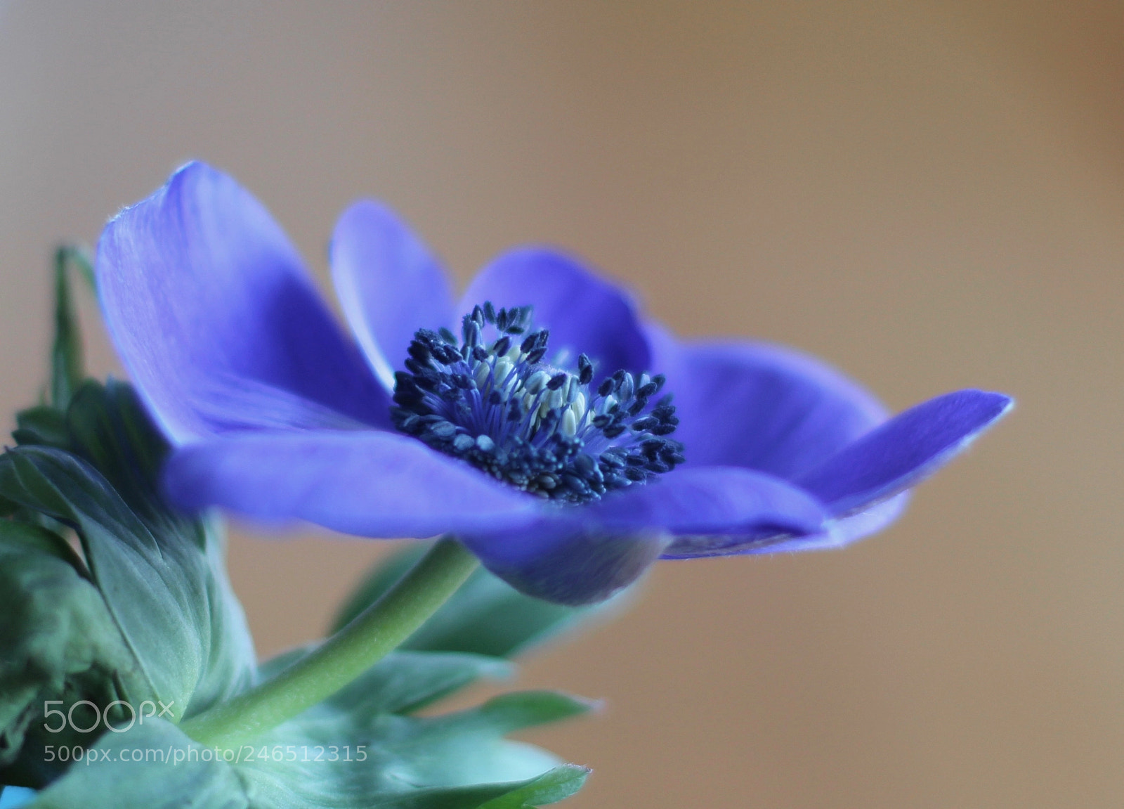 Canon EOS 700D (EOS Rebel T5i / EOS Kiss X7i) sample photo. Sun - flower photography