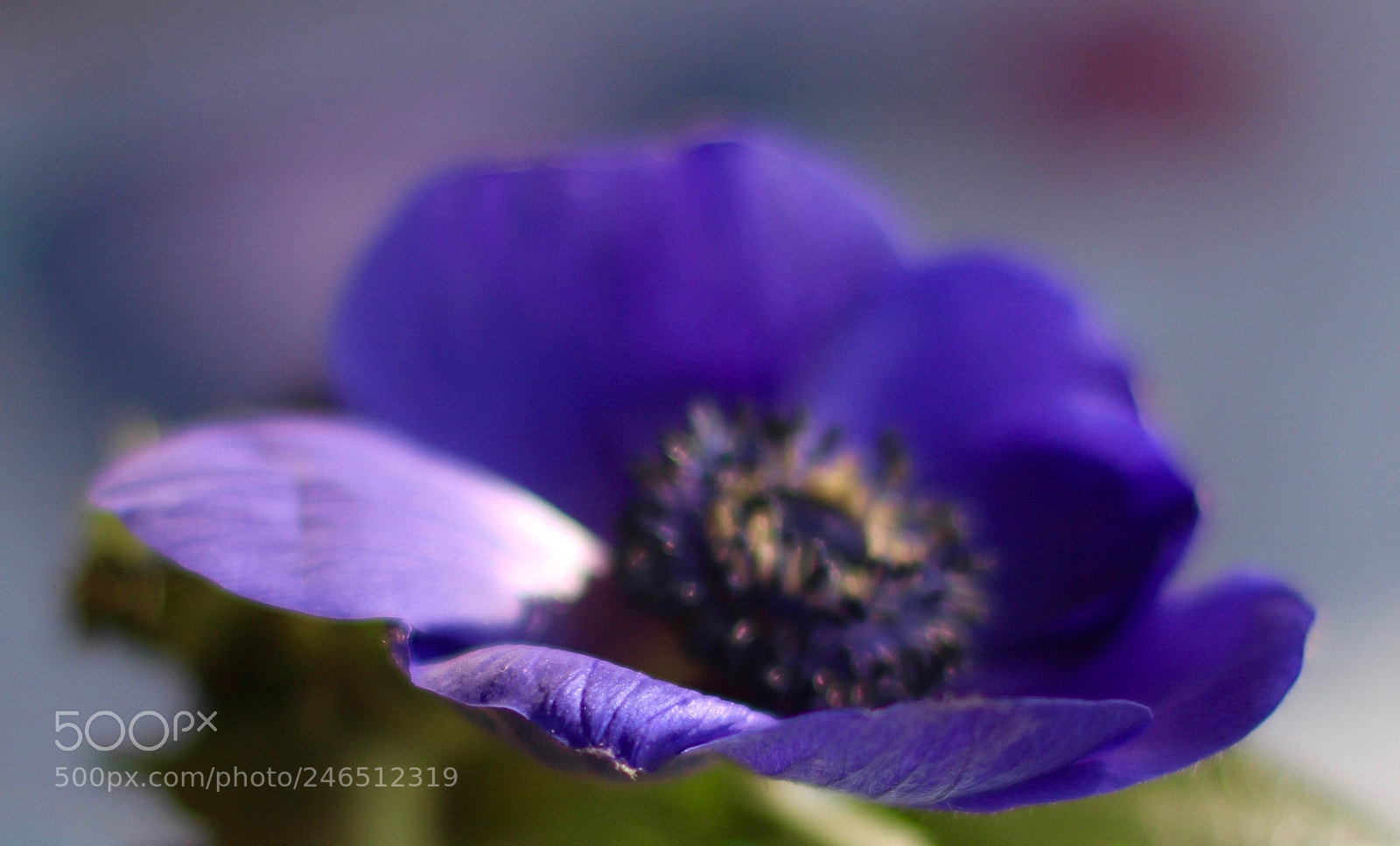 Canon EOS 700D (EOS Rebel T5i / EOS Kiss X7i) sample photo. Sun - flower photography