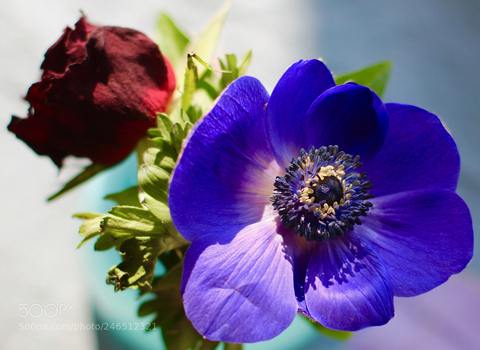 Canon EOS 700D (EOS Rebel T5i / EOS Kiss X7i) sample photo. Sun - flower photography