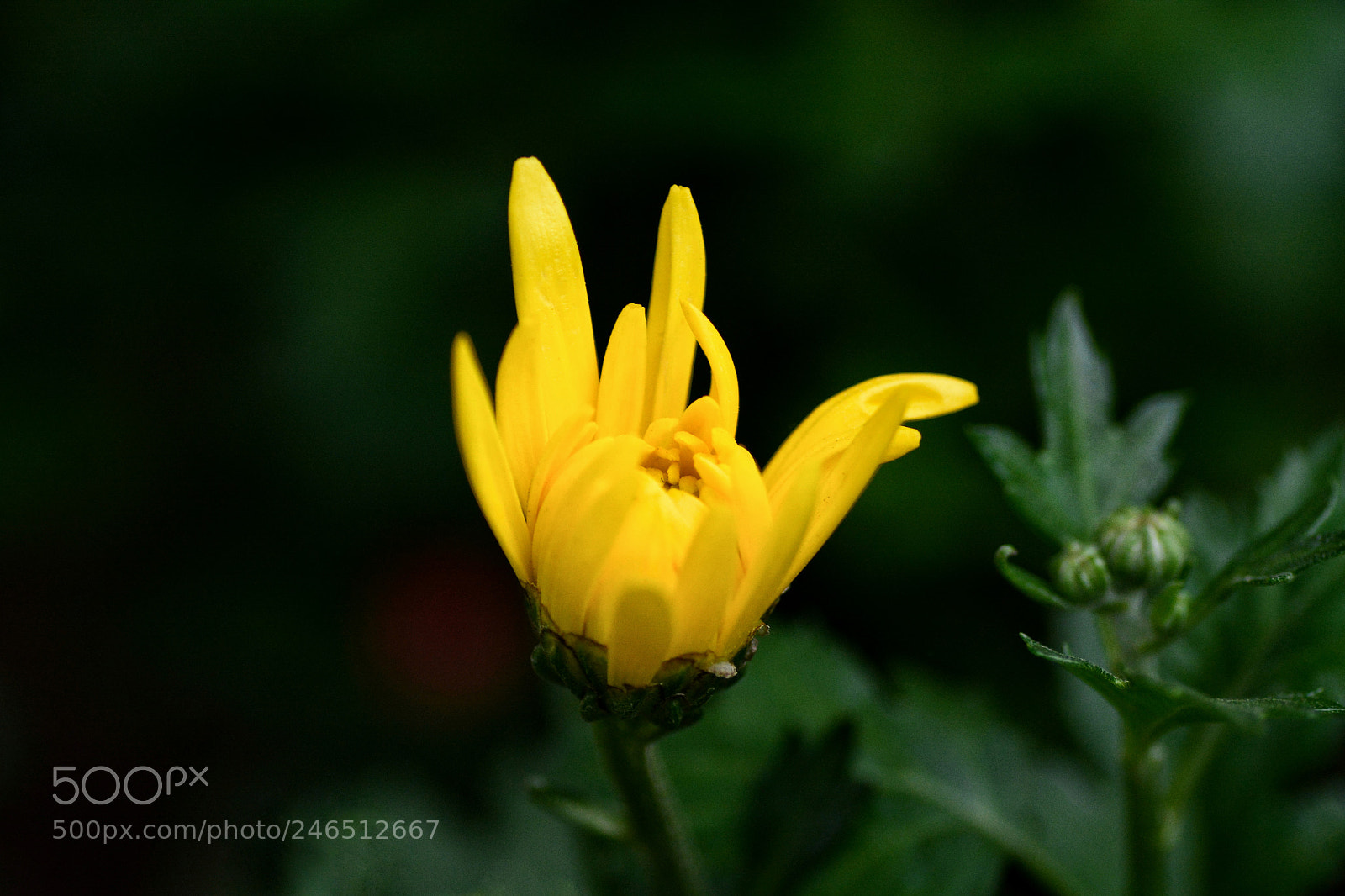 Nikon D7100 sample photo. Untitled photography