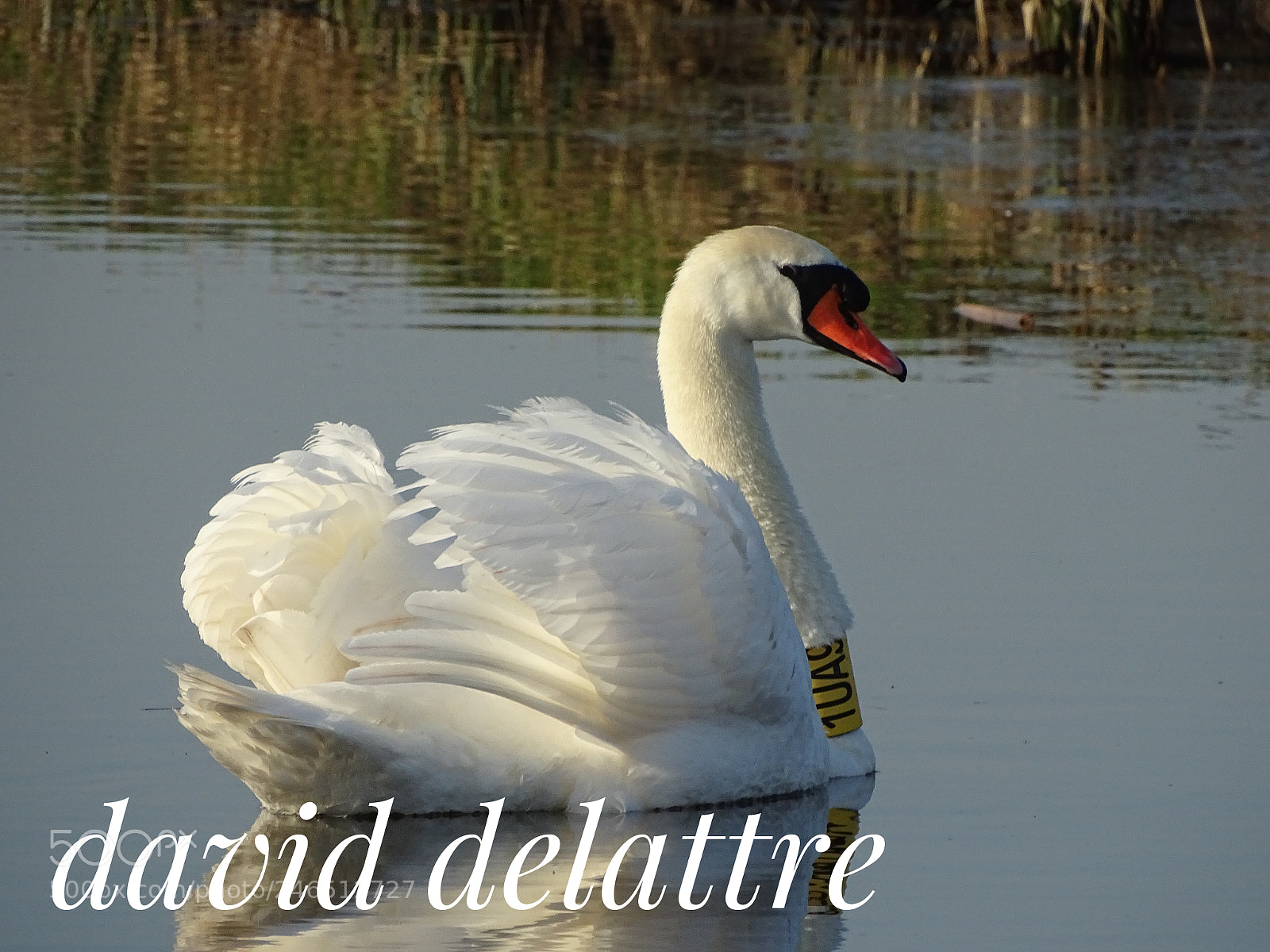 Sony Cyber-shot DSC-HX400V sample photo. Cygne dans le marais photography