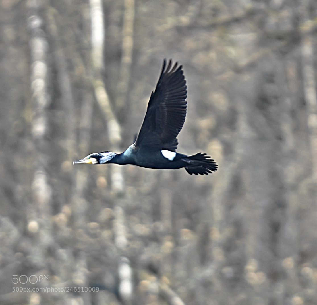 Sony a7R II sample photo. Kormoran photography
