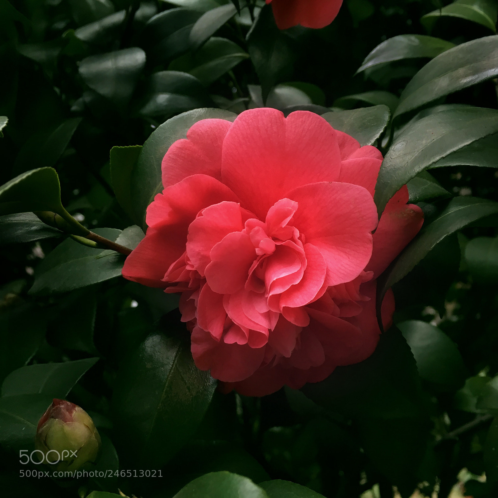 Apple iPhone 6s sample photo. Camellia photography