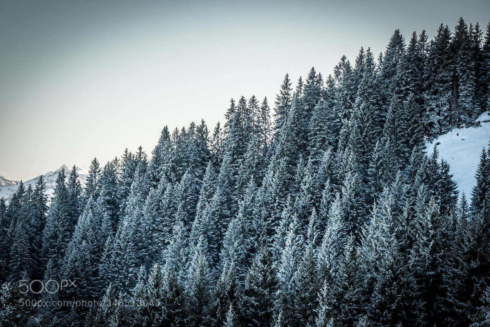 Sony a6300 sample photo. Winter forest photography