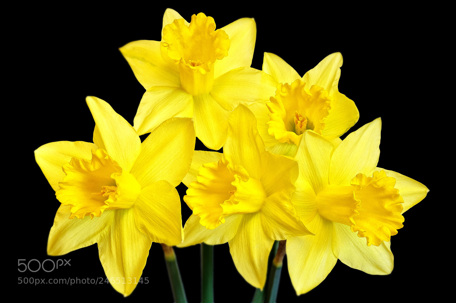 Fujifilm X-E2 sample photo. "yellow quintet". photography