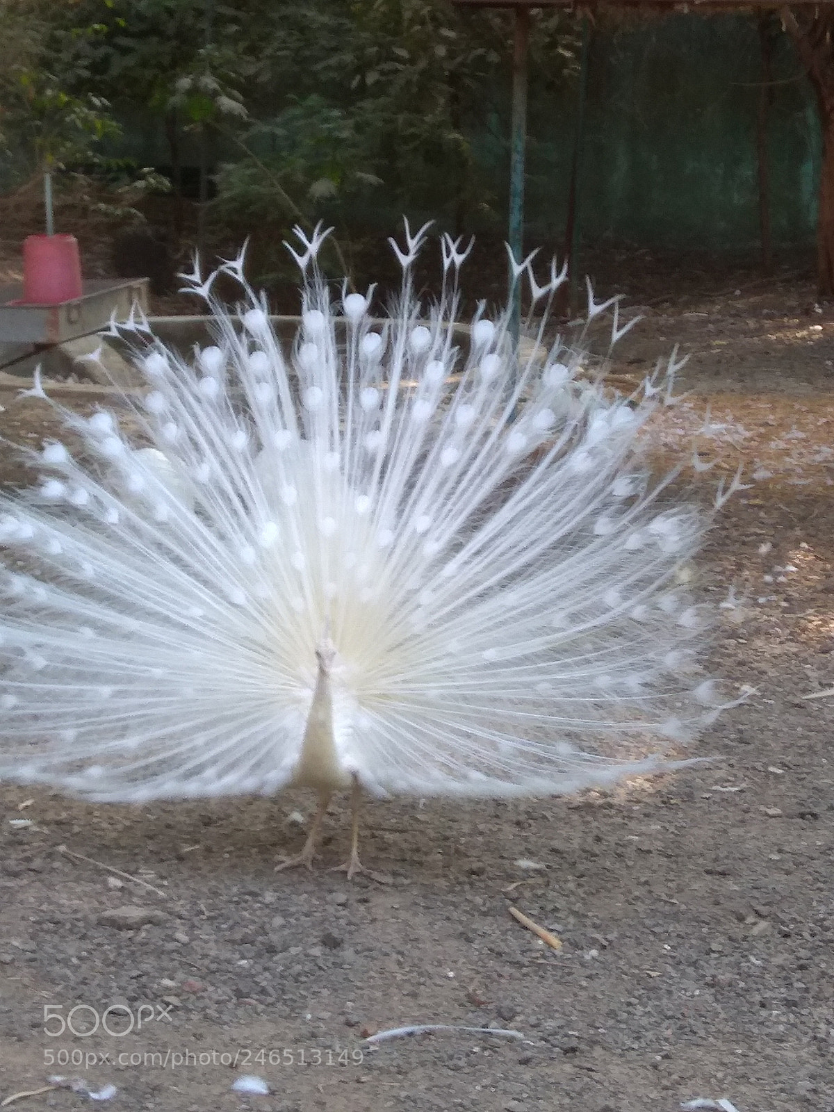 Xiaomi Redmi Note 4 sample photo. White peacock photography