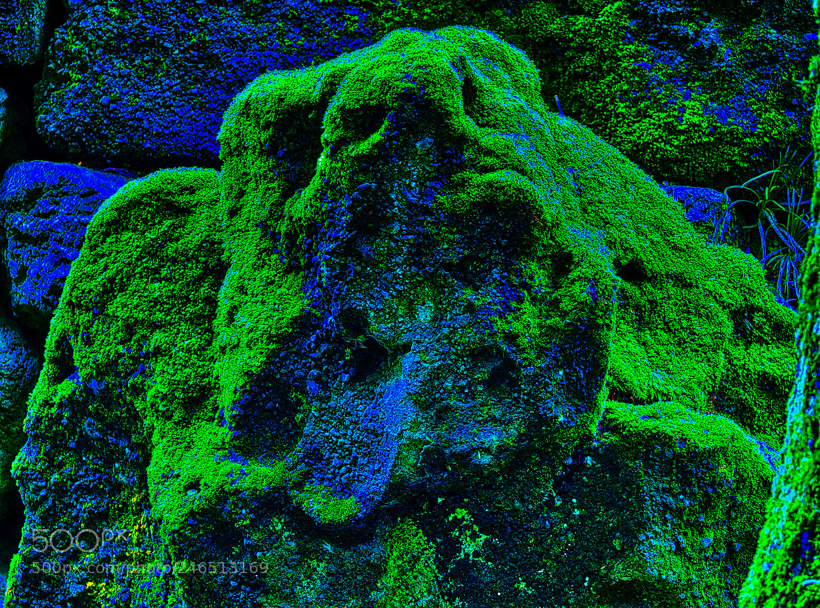 Olympus OM-D E-M1 sample photo. Alien moss photography
