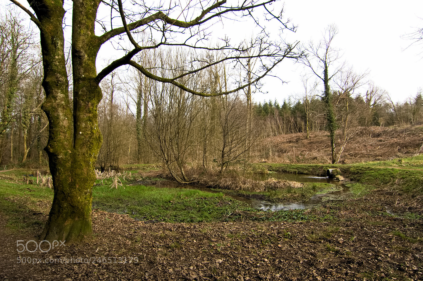 Nikon D2X sample photo. Forest pond photography
