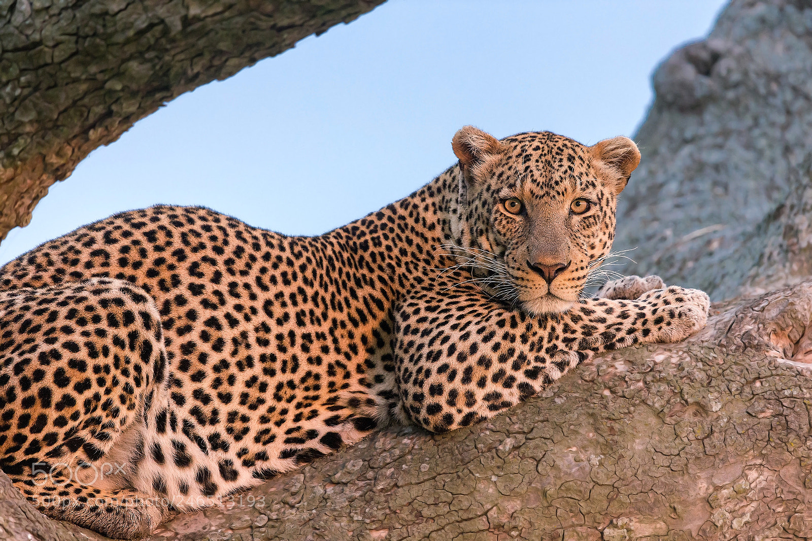 Canon EOS-1D X sample photo. Leopard at sunset photography
