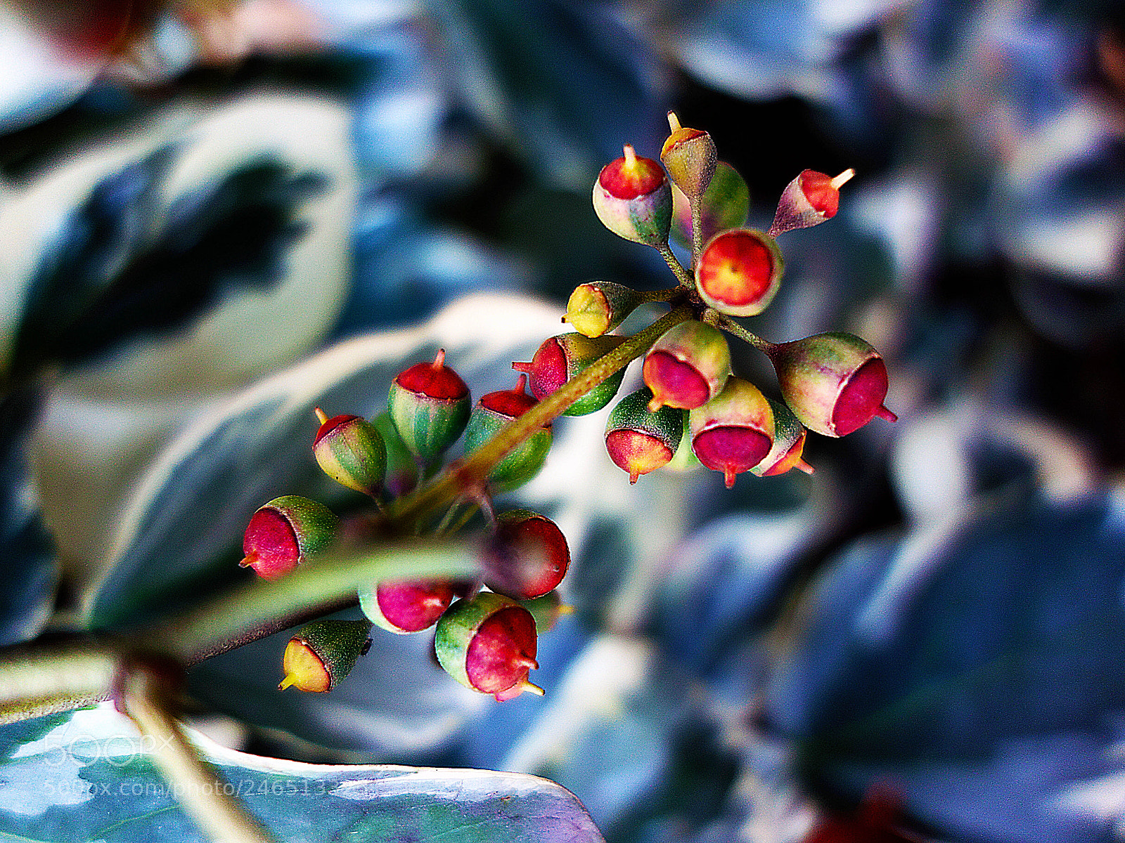 Sony Cyber-shot DSC-RX100 sample photo. Fruits photography