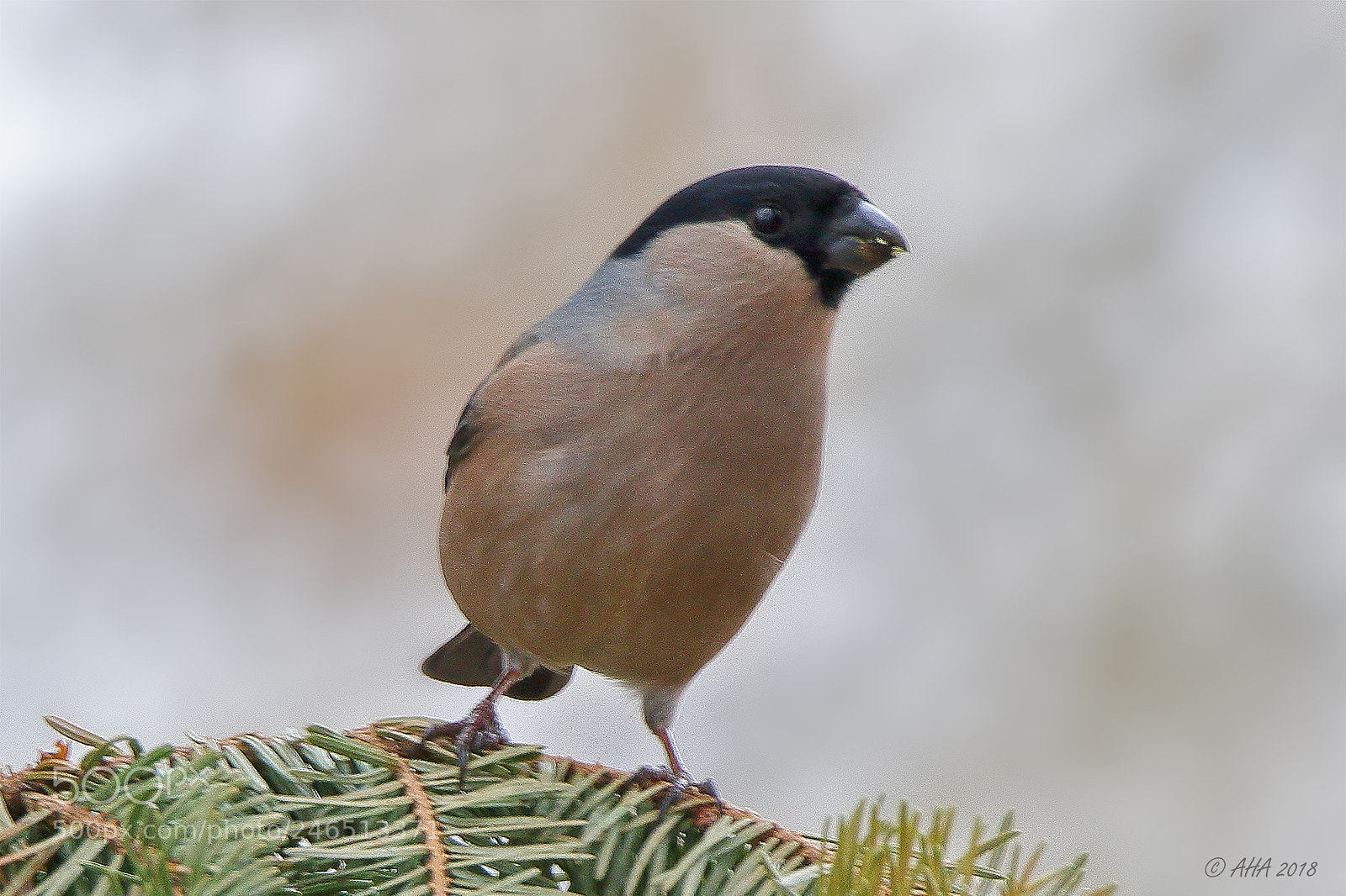 Canon EOS 7D Mark II sample photo. Bullfinch (female) photography