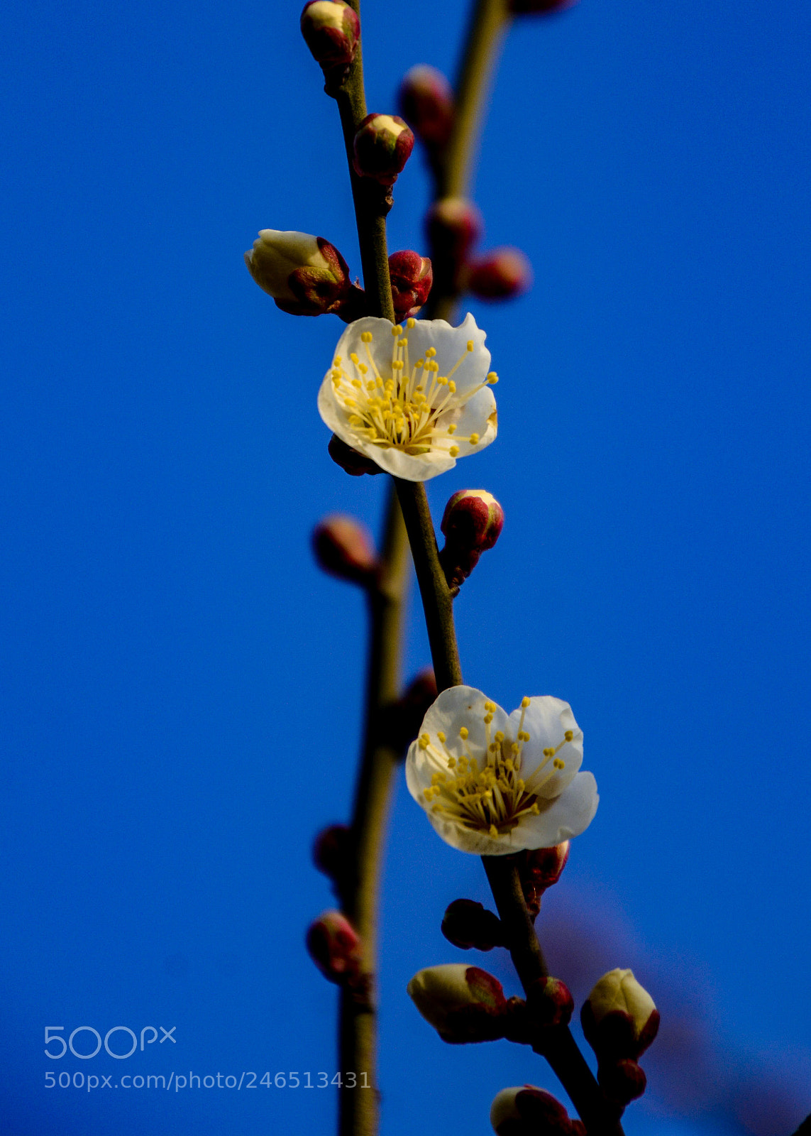 Nikon D7100 sample photo. Ume japanese apricot flowers photography