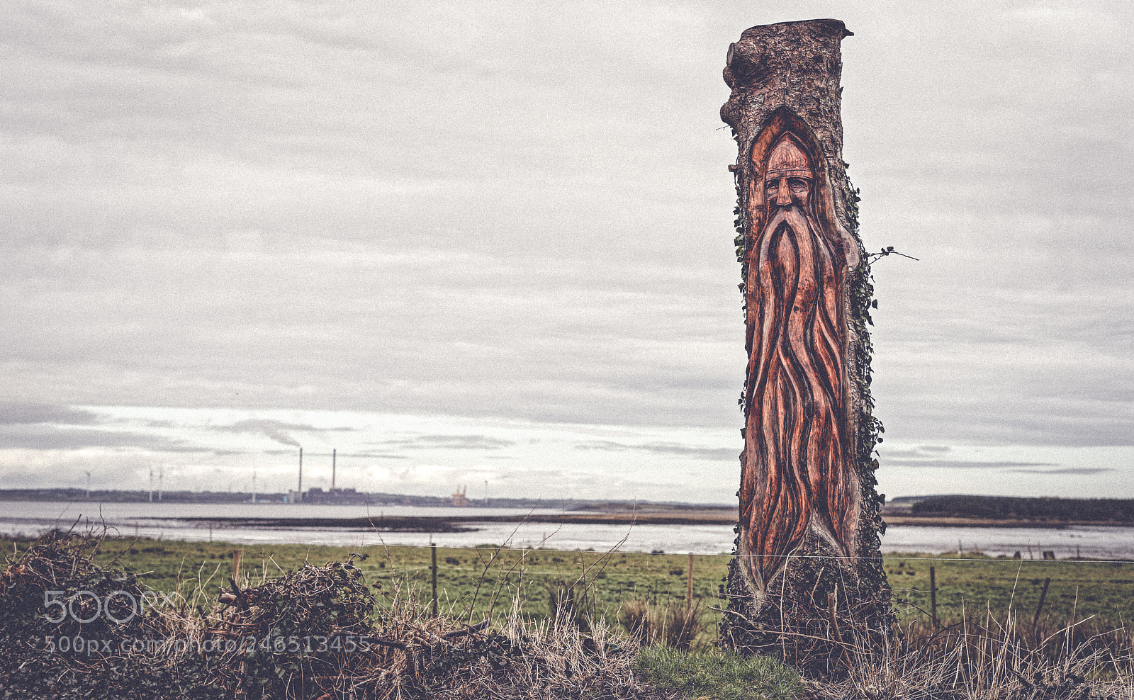Nikon D810 sample photo. Warrior tree photography