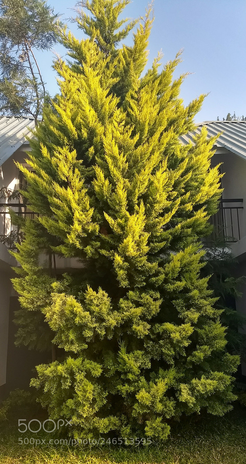 Motorola Moto G (5) Plus sample photo. Confierous photography