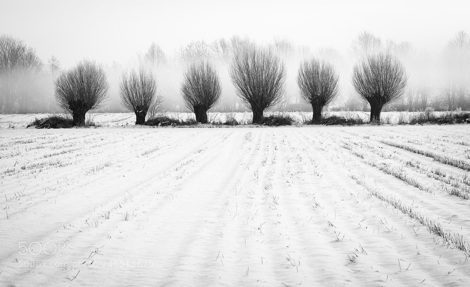 Nikon D800 sample photo. Roszkowo photography