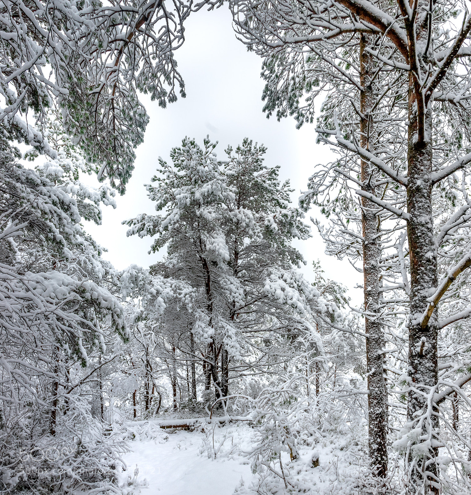 Canon EOS 6D Mark II sample photo. Snow on trees photography