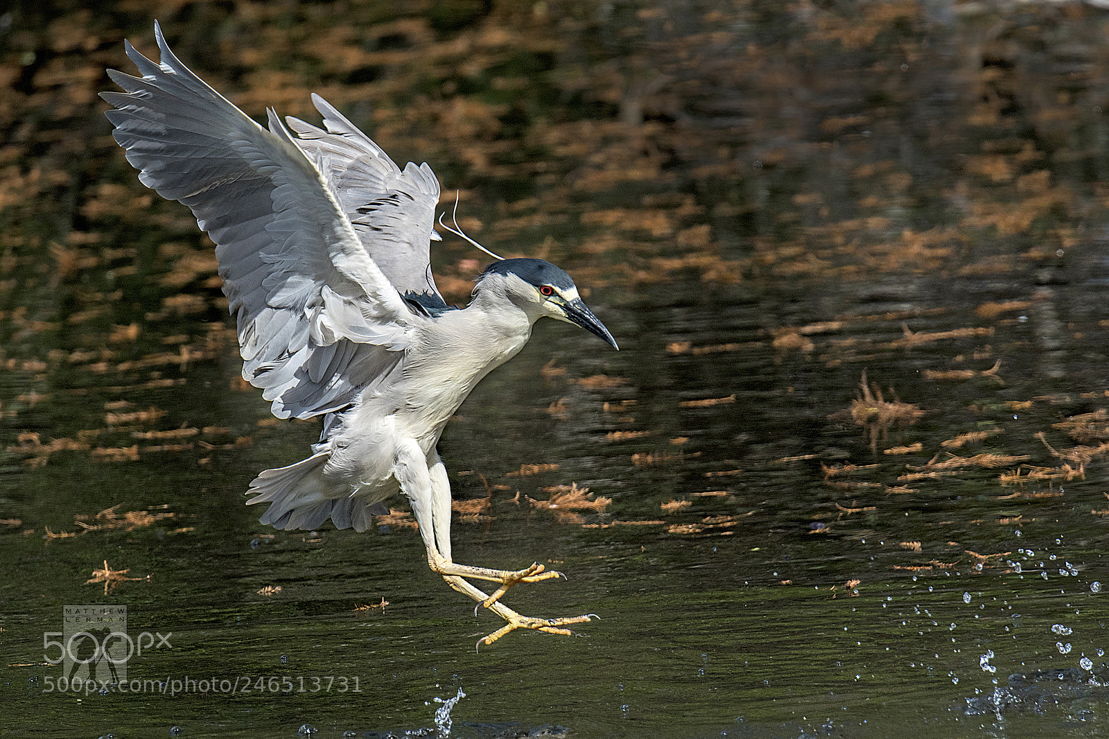 Nikon D810 sample photo. Fishing photography
