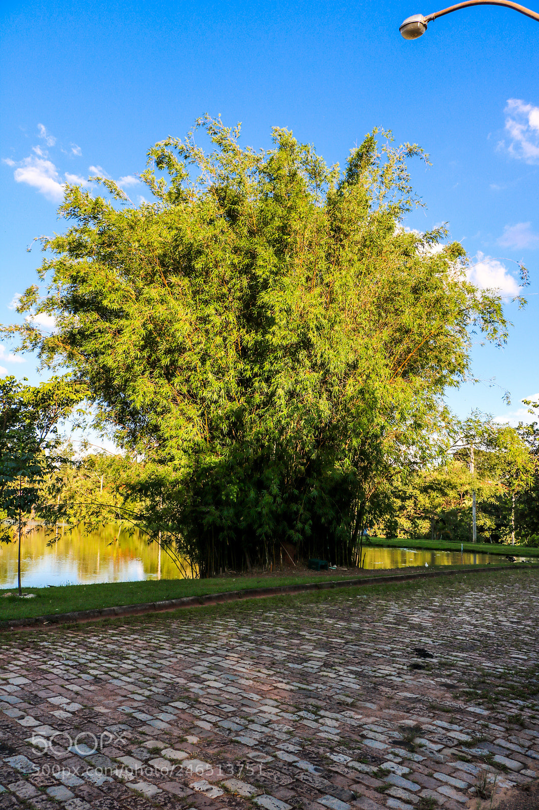 Canon EOS 760D (EOS Rebel T6s / EOS 8000D) sample photo. Bamboo tree photography