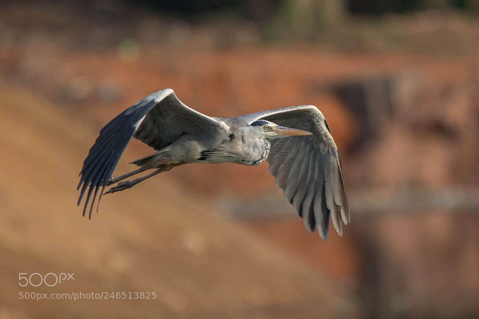 Nikon D7200 sample photo. Grey heron (dsc_4174) photography
