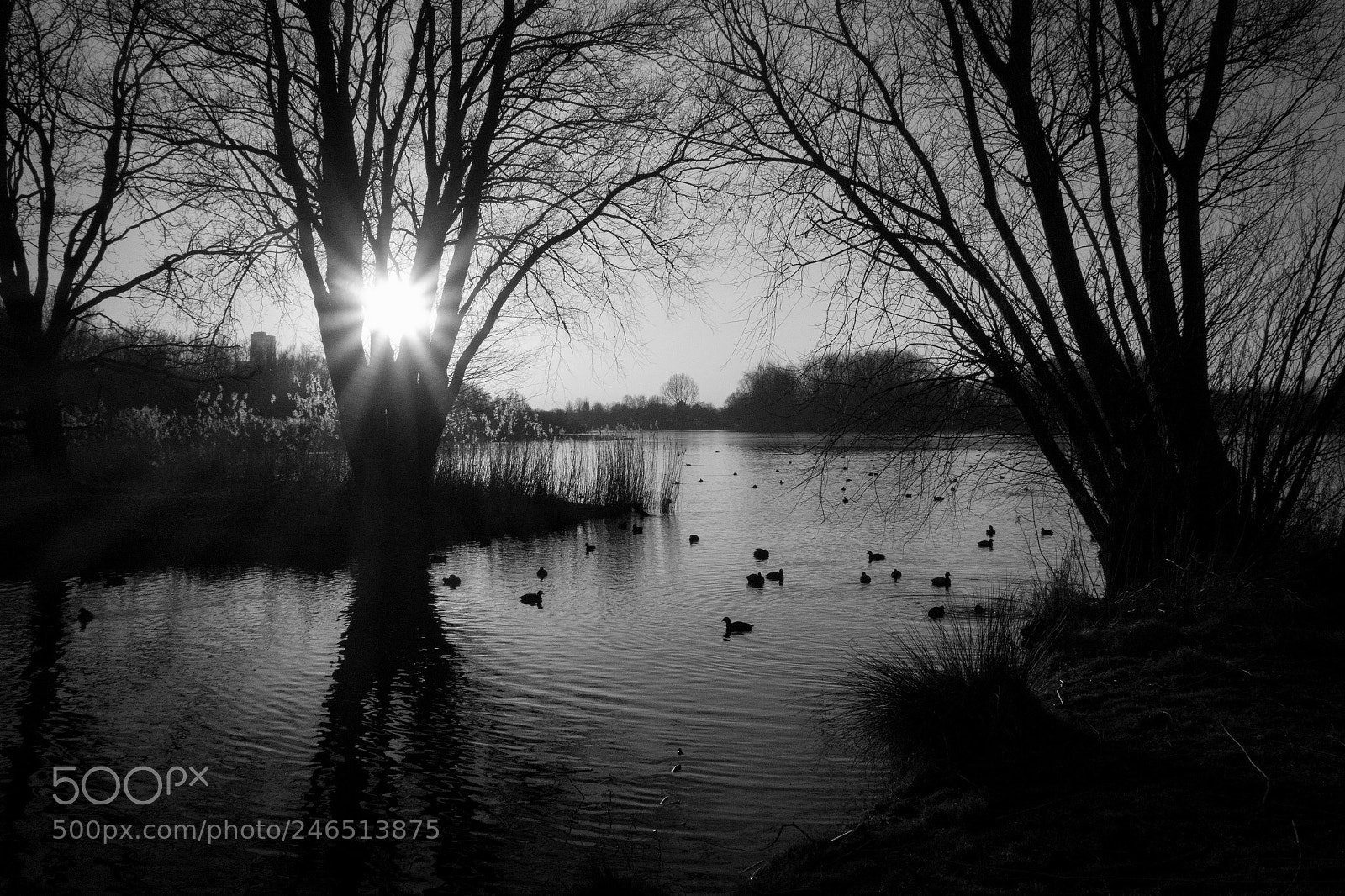 Sony Cyber-shot DSC-RX100 III sample photo. Ducks photography