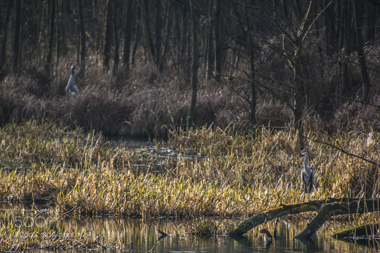 Nikon D7100 sample photo. Crane and heron 18.2.2018 photography
