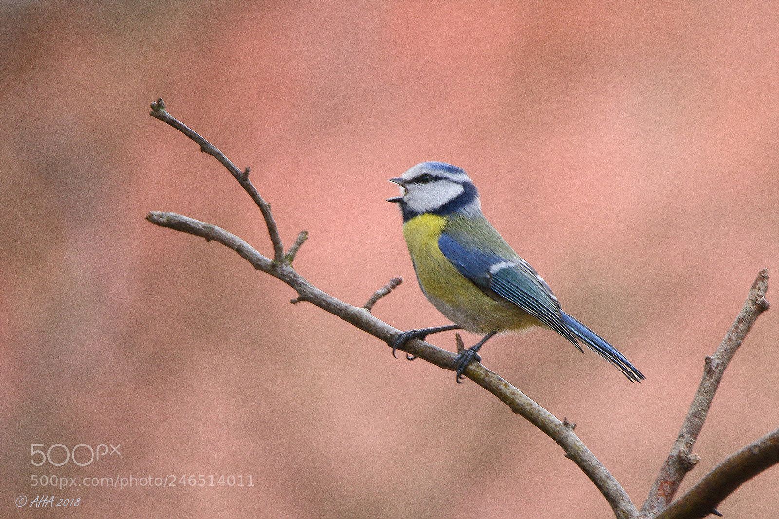 Canon EOS 7D Mark II sample photo. Call for the spring photography