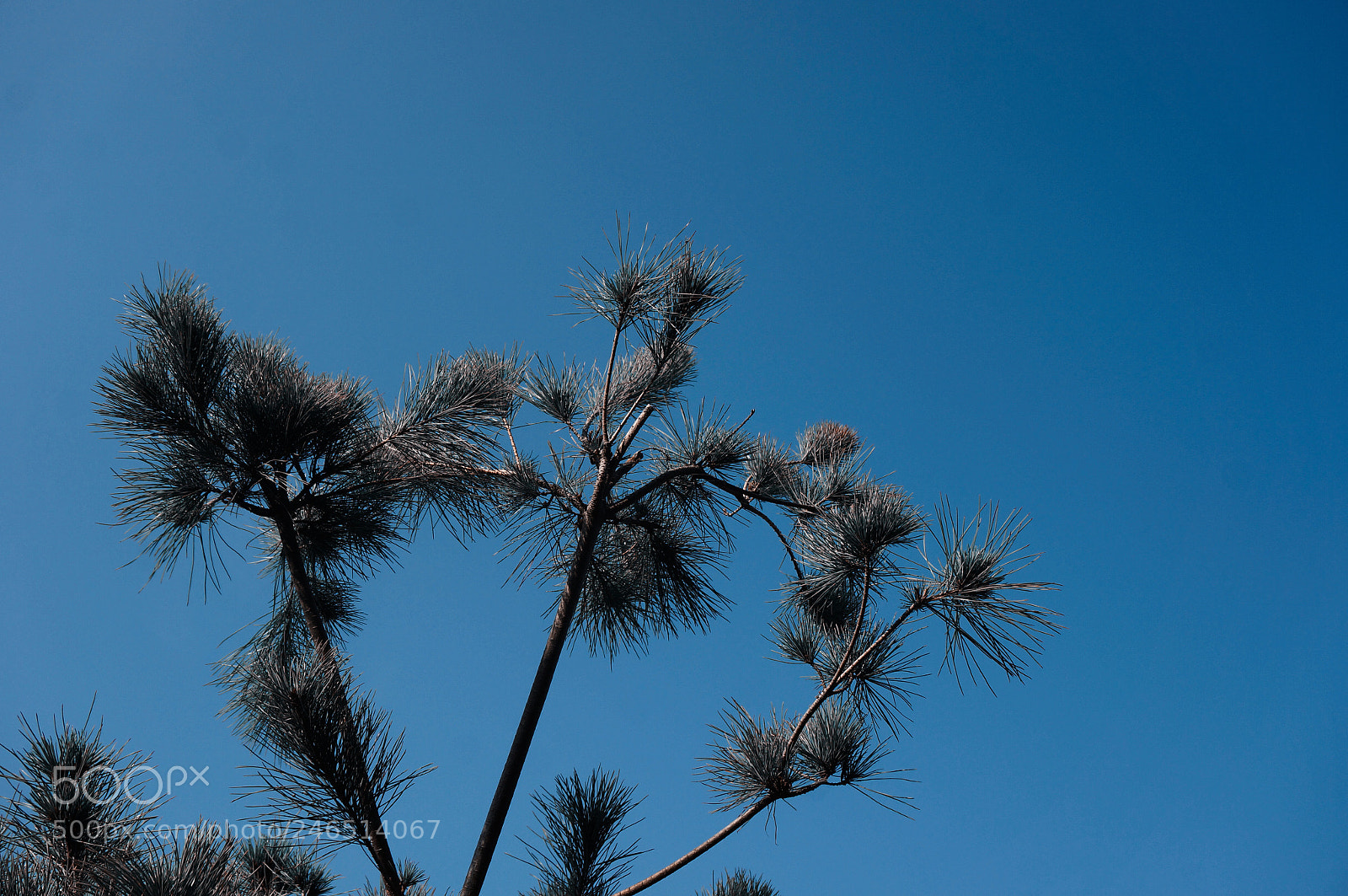 Sony Alpha NEX-5R sample photo. Untitled photography