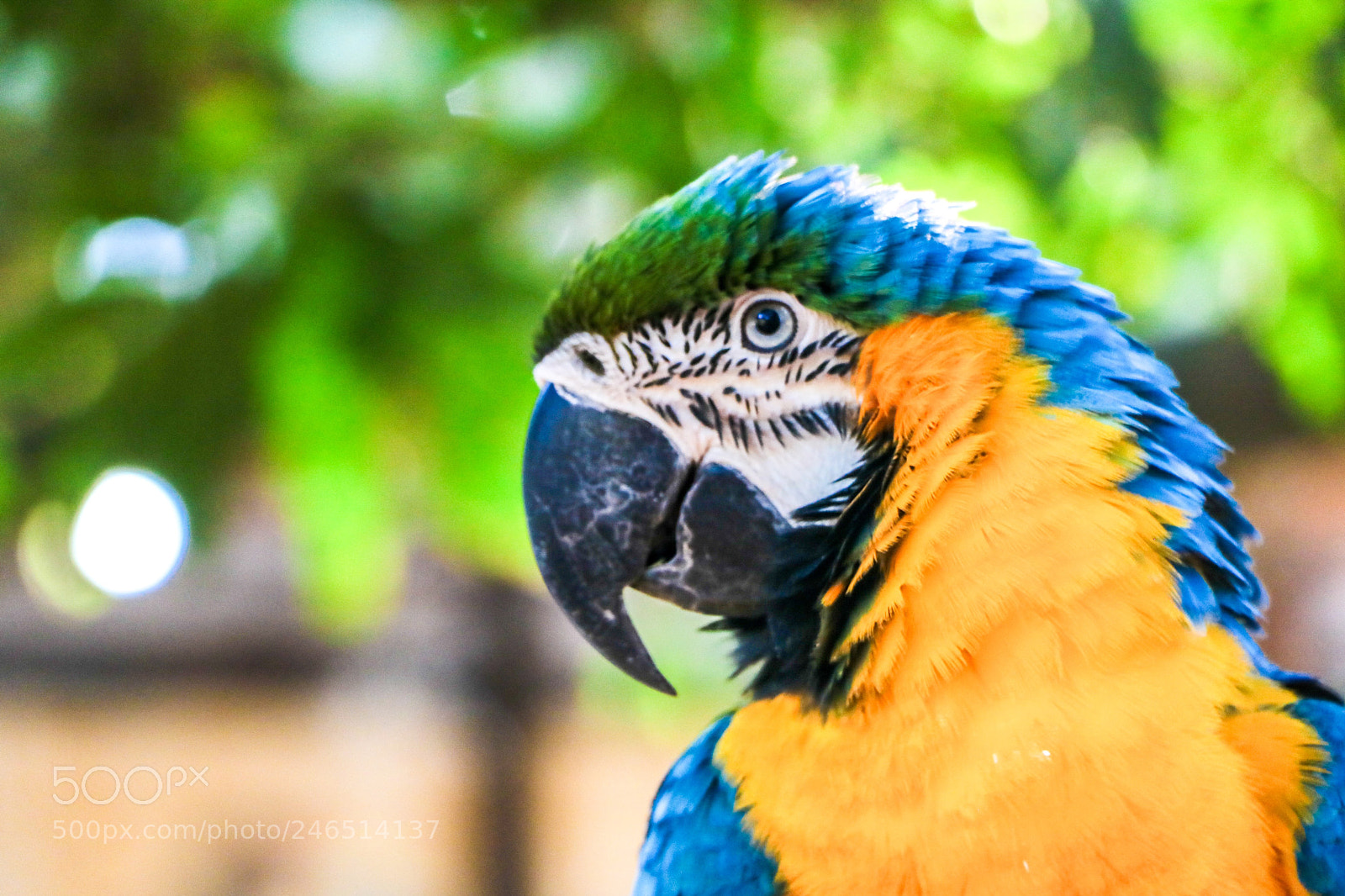 Canon EOS 760D (EOS Rebel T6s / EOS 8000D) sample photo. Brazilian macaw photography