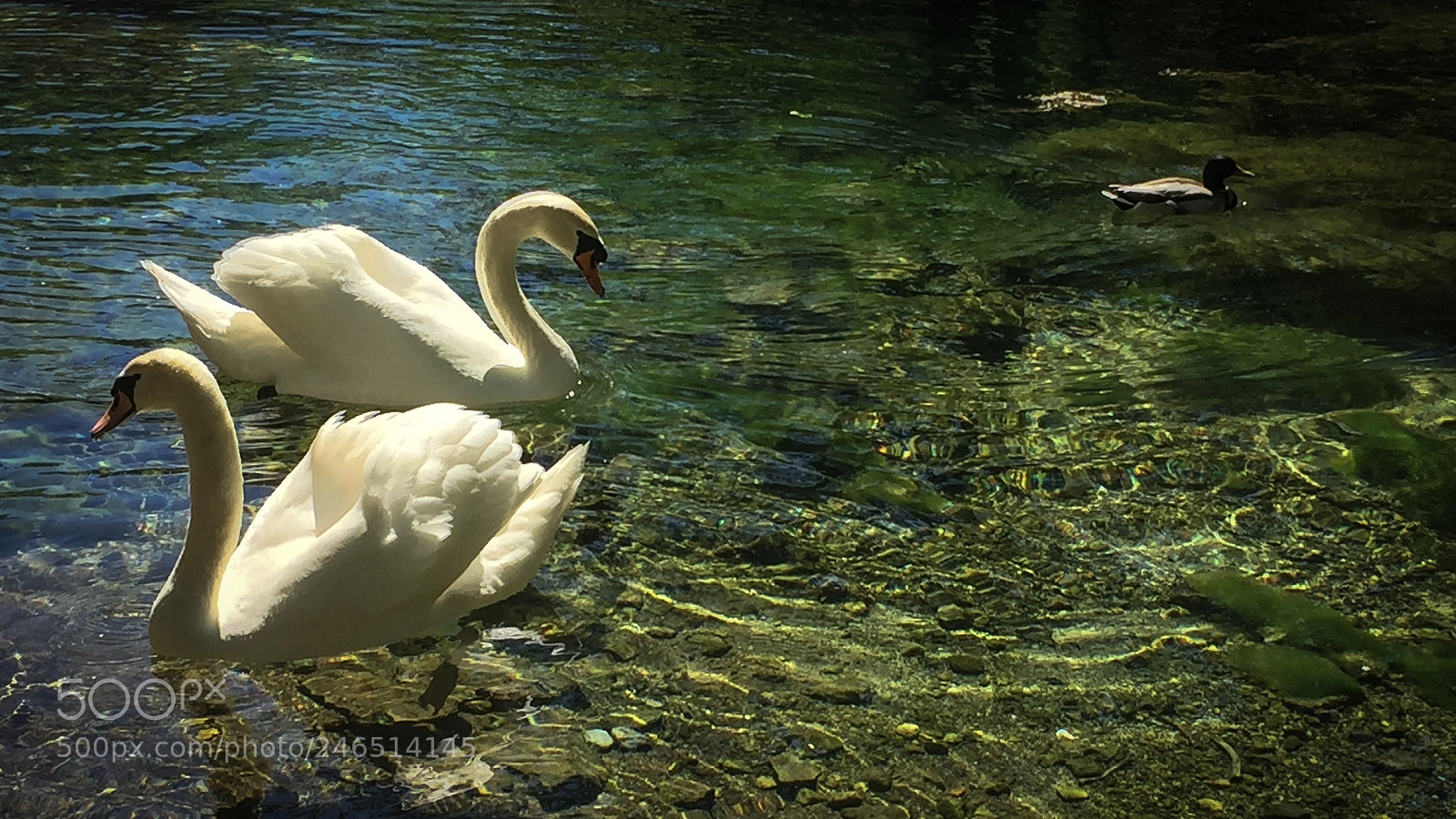 Apple iPhone 6 sample photo. Untitled photography