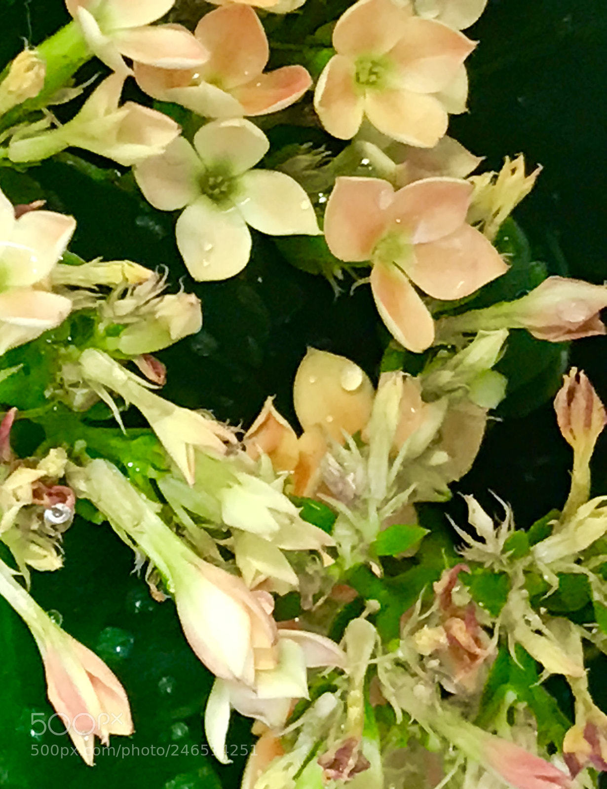 Apple iPhone 7 Plus sample photo. Wild photography