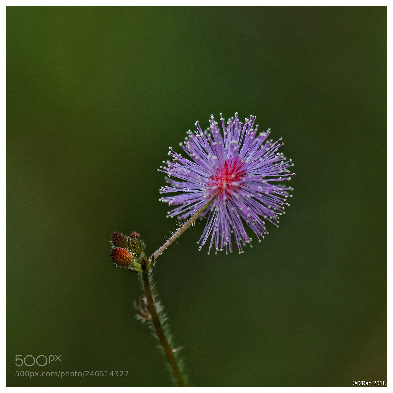 Canon EOS 750D (EOS Rebel T6i / EOS Kiss X8i) sample photo. Mimosa pudica - flower photography