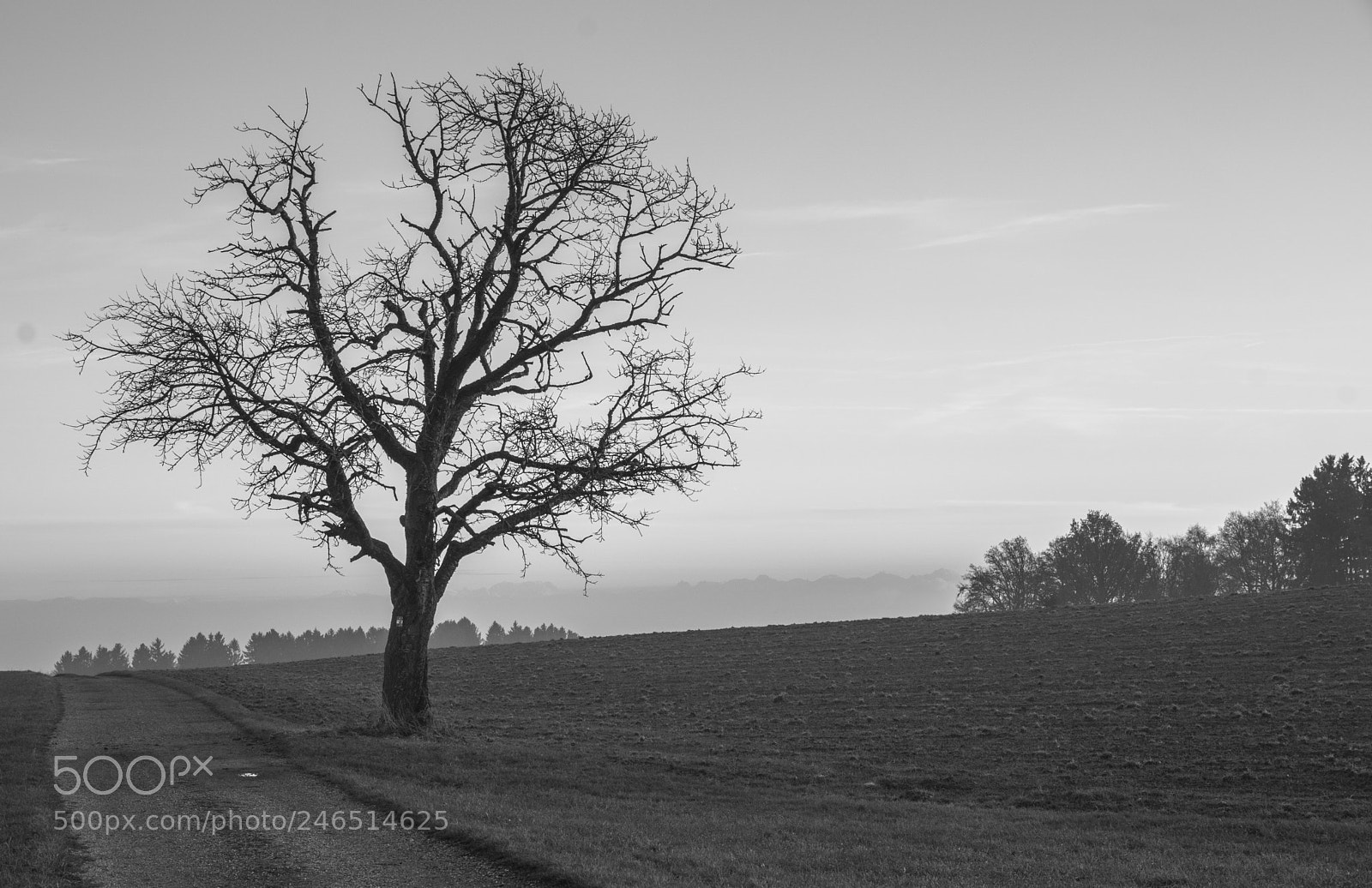 Sony ILCA-77M2 sample photo. Tree photography