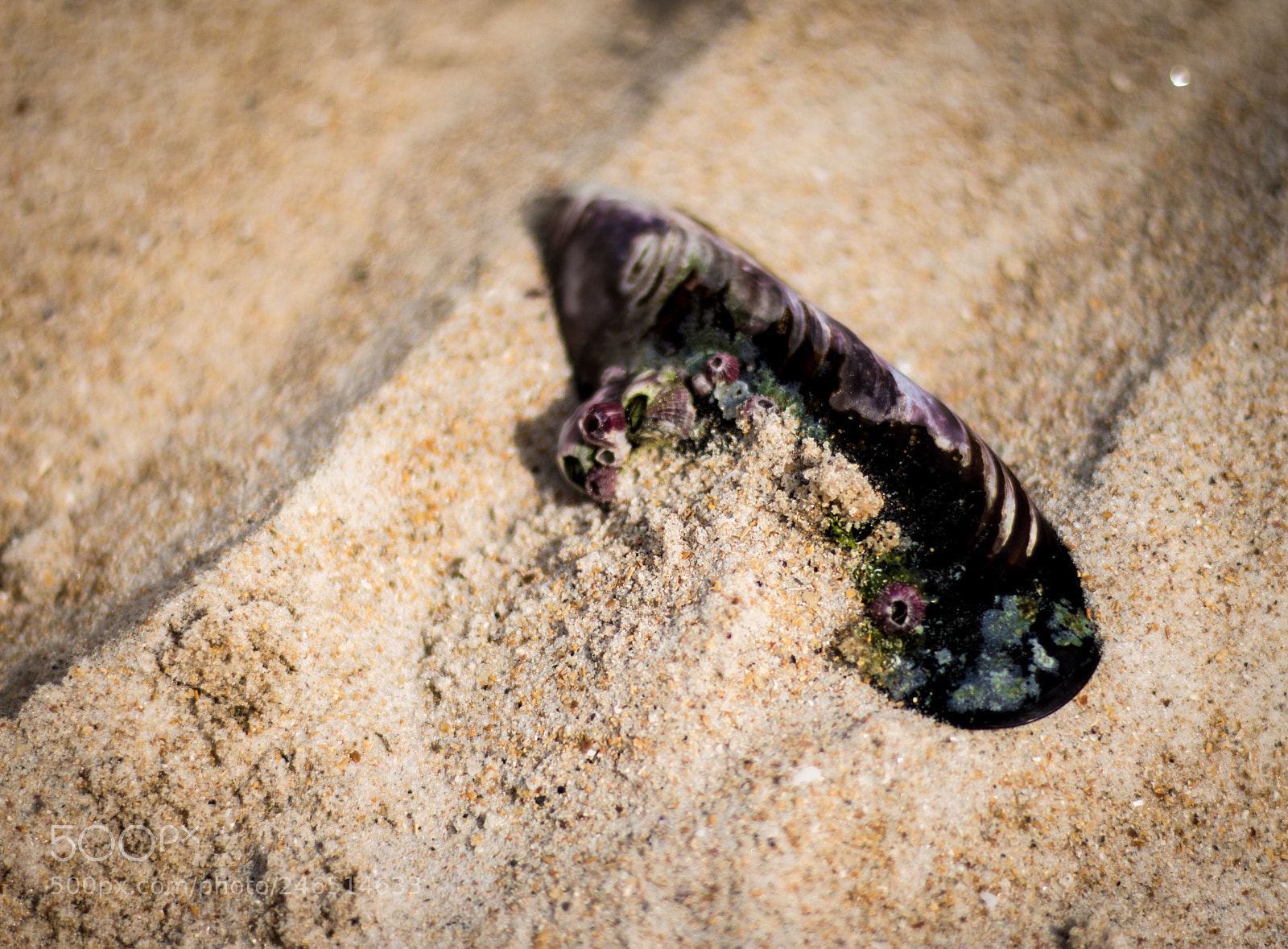 Canon EOS 700D (EOS Rebel T5i / EOS Kiss X7i) sample photo. Mussel on sand photography