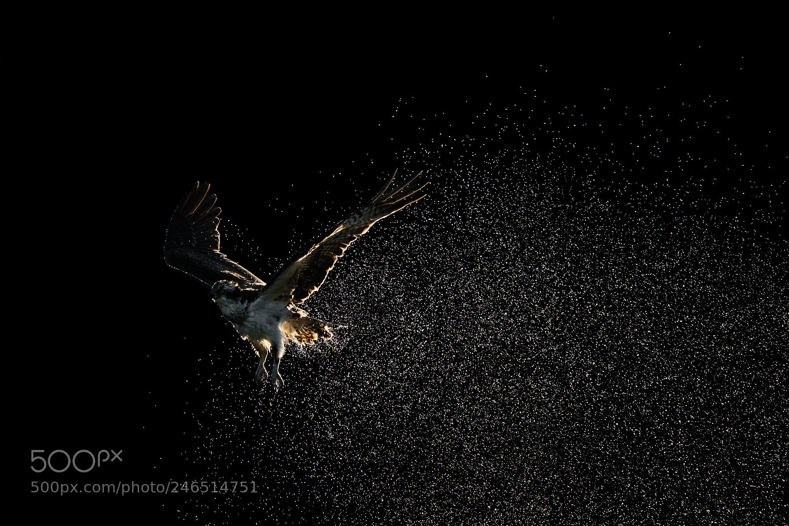 Sony a9 sample photo. Osprey spray photography
