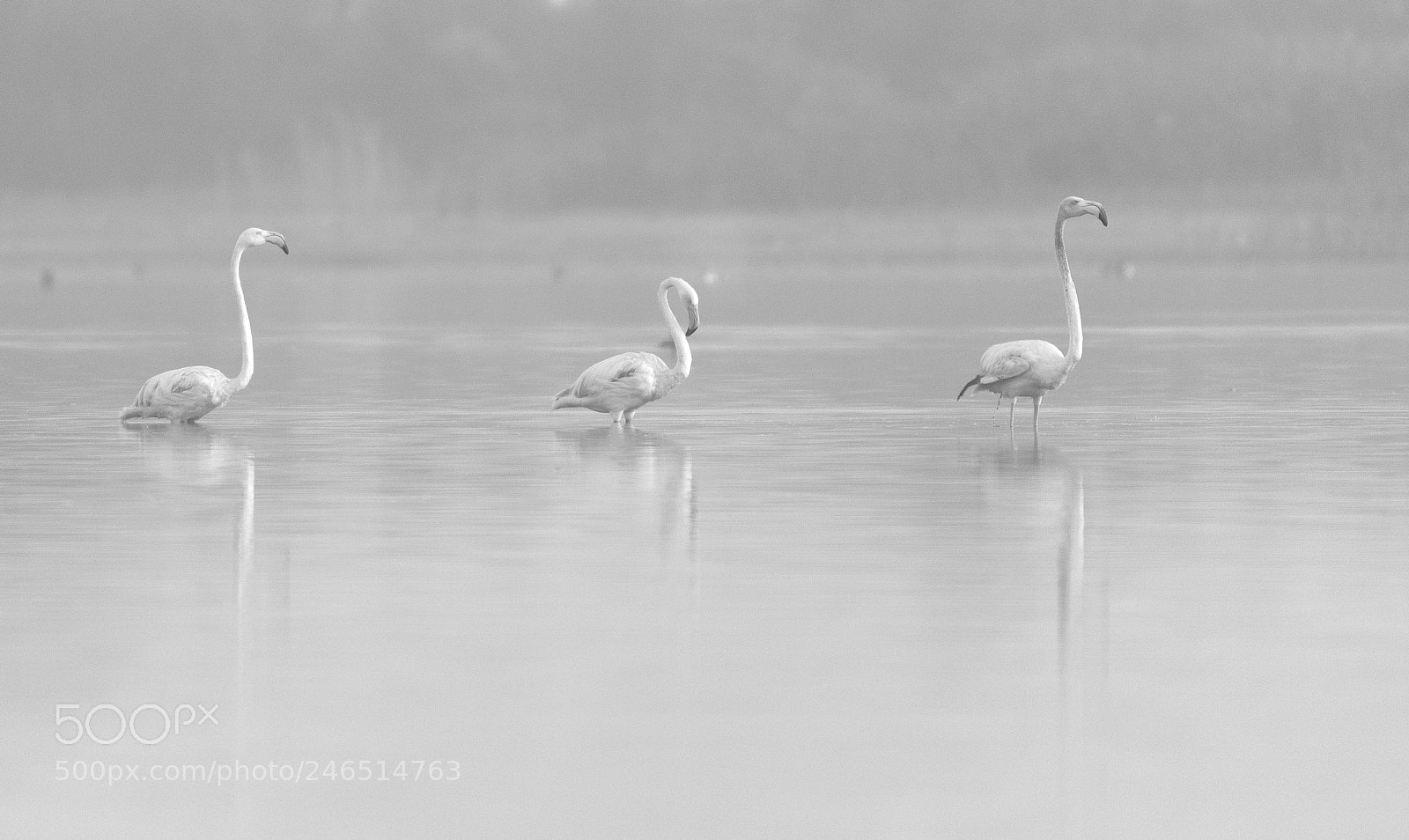 Nikon D810 sample photo. Flamingo photography