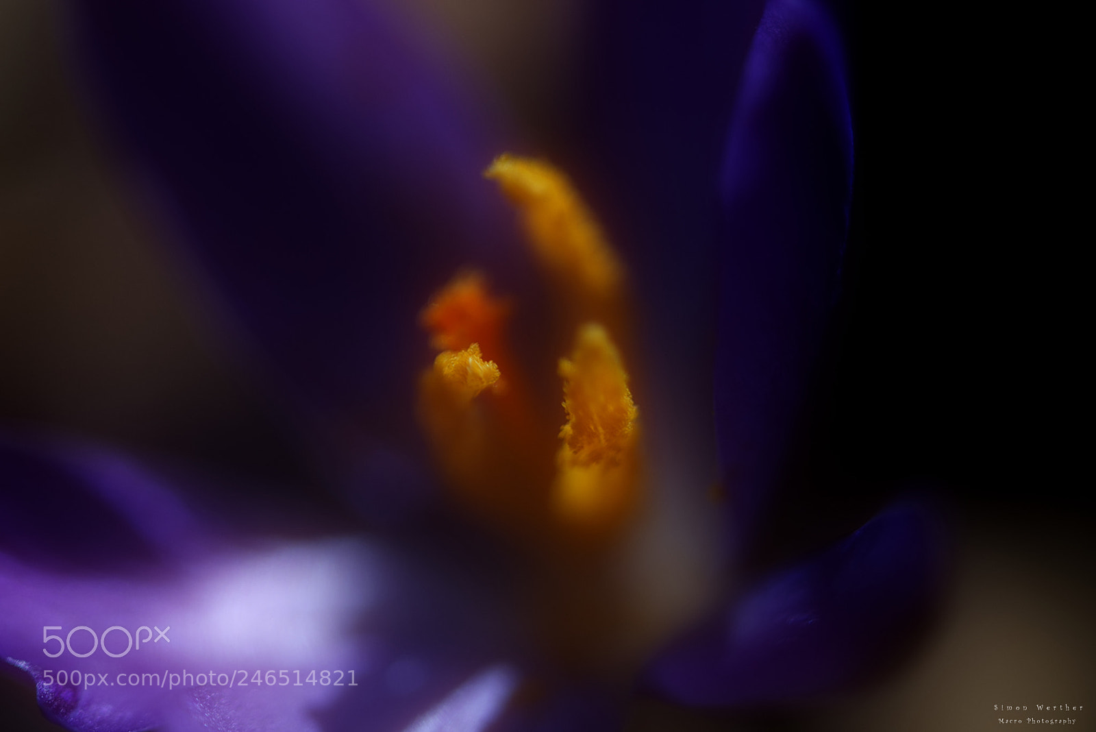 Nikon D5600 sample photo. Crocus bloom photography