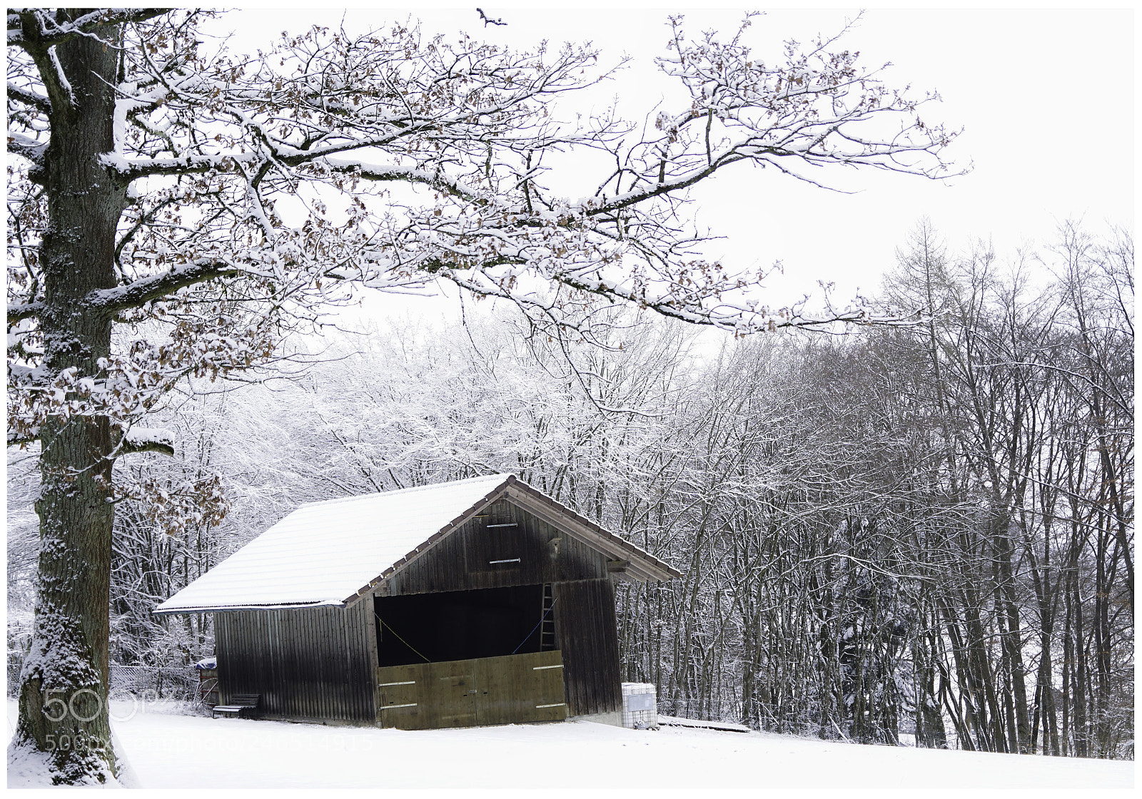 Sony ILCA-77M2 sample photo. In forest photography